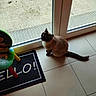 cat, siamese_cat, indoor, tiled_floor, children_chair, mat, glass_door, blue_eyes, pet, animal, curious, looking_up, floor, furniture, home, door, light, shadow, tile, playroom
