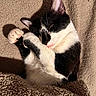 Coke participe au concours pour gagner de l'argent avec cette photo : abyssinian, animal, blanket, bodypart, cat, claw, couch, electronics, furniture, hardware, hardwood, kitten, manx, mouth, person, pet, quilt, siamese, sleeping, wood