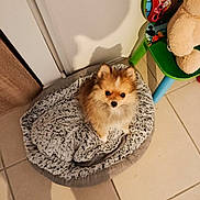 Ali participe au concours pour gagner de l'argent avec cette photo : dog, puppy, pet_bed, floor_tiles, shadow, indoor, toy_chair, minnie_mouse, teddy_bear, cute, fluffy, small_dog, looking_up, cozy, home, soft_texture, animal, brown_and_white, adorable, domestic