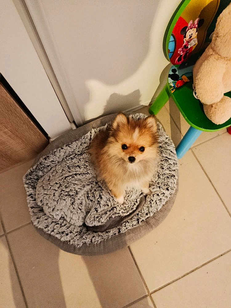 Ali participe au concours pour gagner de l'argent avec cette photo : dog, puppy, pet_bed, floor_tiles, shadow, indoor, toy_chair, minnie_mouse, teddy_bear, cute, fluffy, small_dog, looking_up, cozy, home, soft_texture, animal, brown_and_white, adorable, domestic