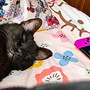 Rvca is registered to the contest to win money with this photo: black_cat, sleeping_cat, floral_blanket, gaming_console, handheld_device, purple_controller, indoor, closeup, pet, resting, cute_animal, feline, soft_texture, colorful, comfort, domestic, relaxation, bedroom, wooden_chair, casual
