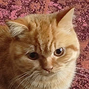 Automne a rejoint le concours — aidez-le/la à gagner de superbes lots ! animal, carpet, cat, close_up, curious, cute, domestic_cat, feline, furry, ginger_cat, indoor, kitten, looking_up, patterned_carpet, pet, sitting, small, soft_fur, whiskers, young