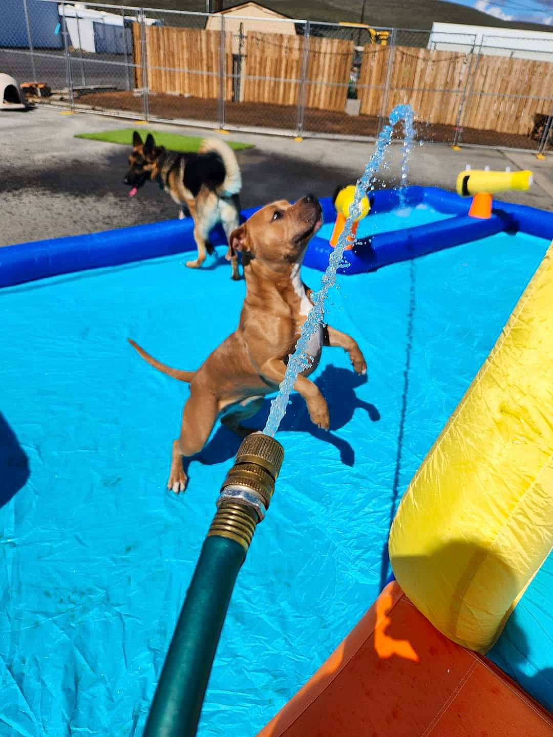 Prada is registered to the contest to win money with this photo: blue, building, carnivore, collar, companion_dog, dog, dog_breed, dog_supply, electric_blue, fun, grass, leisure, mammal, outdoor_furniture, pet_supply, recreation, sporting_group, vertebrate, water, window