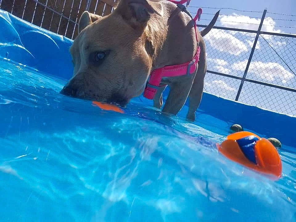 Prada joined the competition — help win amazing prizes! ball, blue, carnivore, collar, companion_dog, dog, dog_breed, dog_supply, electric_blue, fawn, fence, fun, leisure, pet_supply, recreation, sporting_group, sports, swimming_pool, water, working_animal