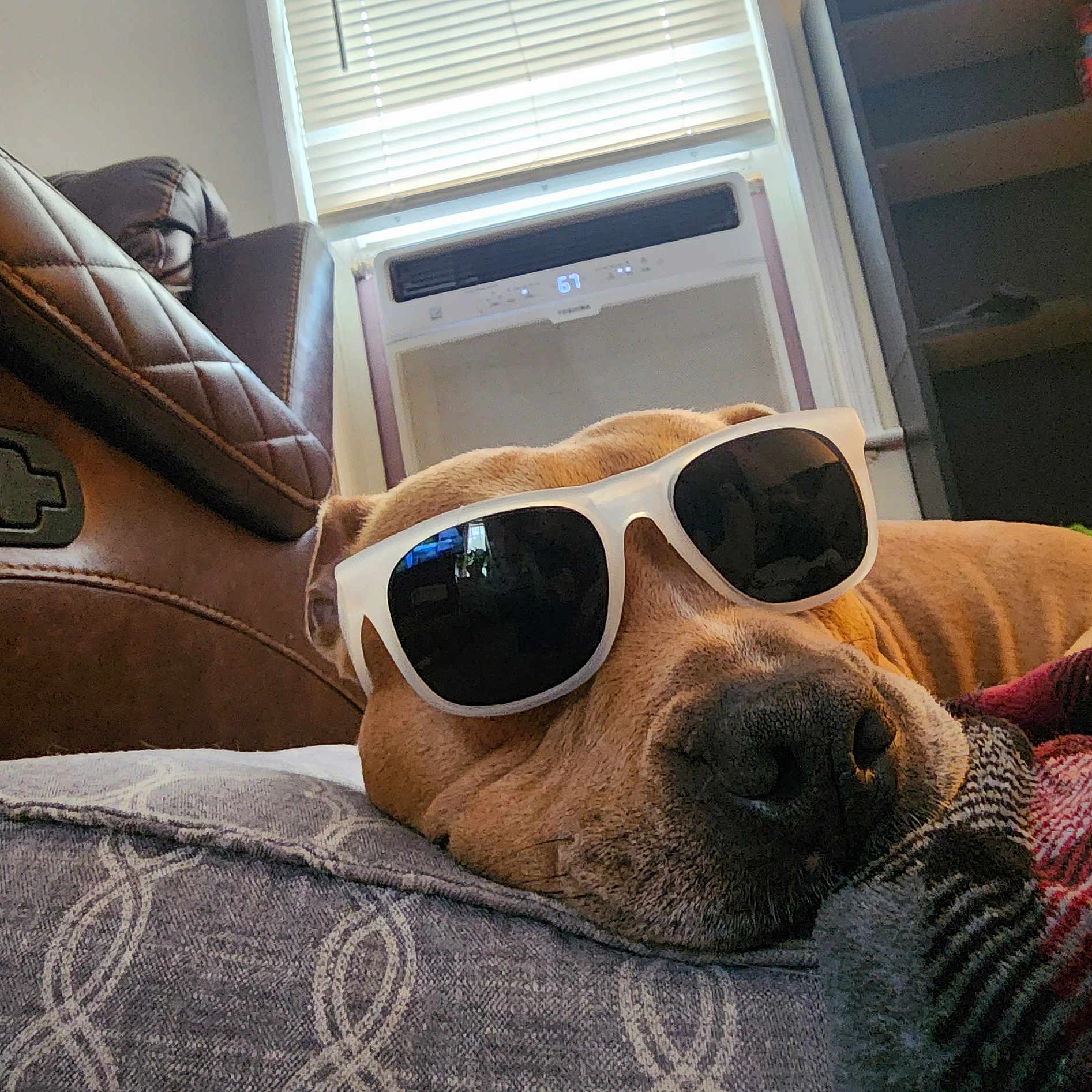 Prada is registered to the contest to win money with this photo: carnivore, comfort, companion_dog, dog, dog_breed, eyewear, fawn, glasses, goggles, human_leg, leg, linens, personal_protective_equipment, selfie, snout, sunglasses, tints_and_shades, vision_care, whiskers, working_animal