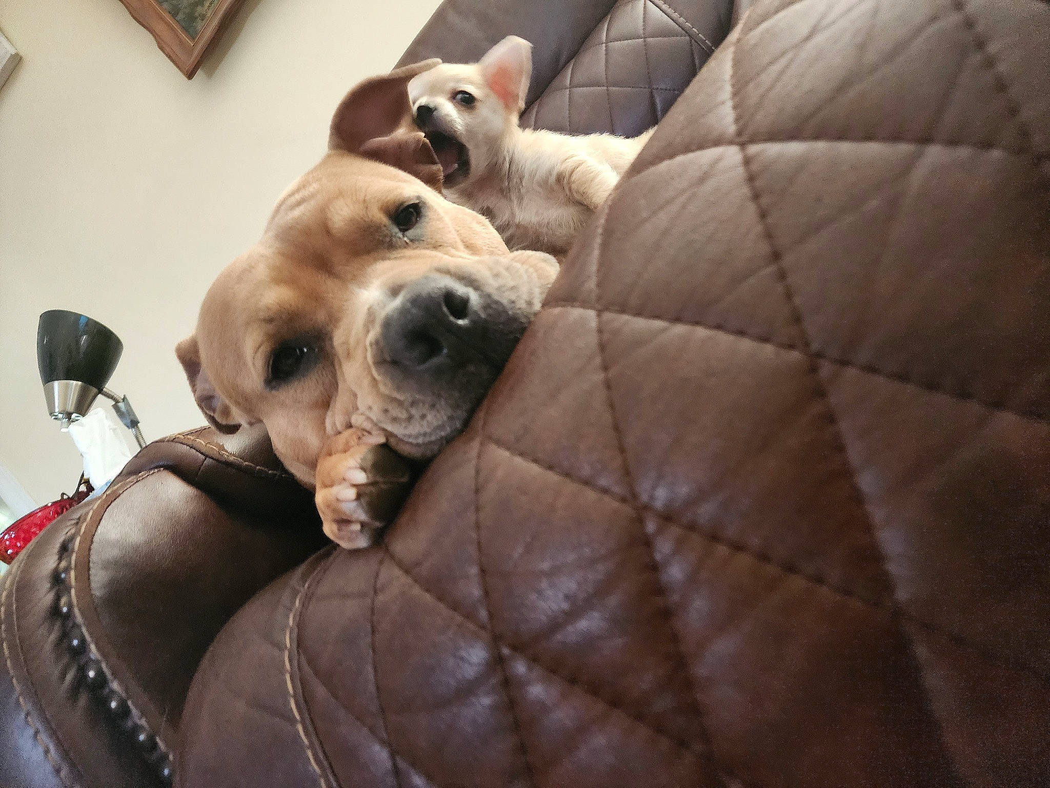 Prada is registered to the contest to win money with this photo: ball, canidae, carnivore, collar, comfort, companion_dog, couch, dog, dog_breed, dog_supply, fawn, flooring, fur, linens, picture_frame, snout, sporting_group, toy_dog, whiskers, working_animal