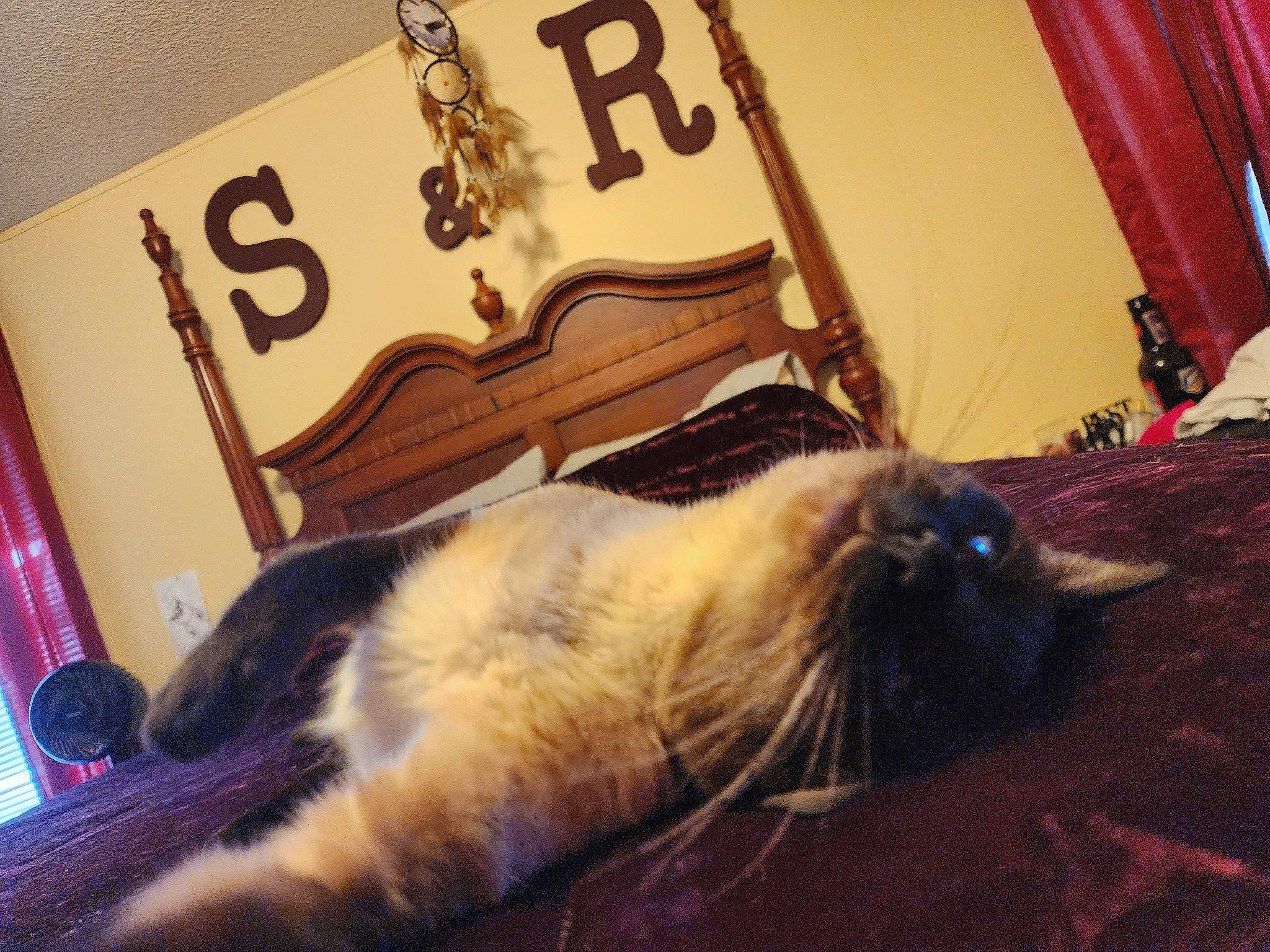 Buddha joined the competition — help win amazing prizes! carnivore, cat, comfort, curtain, domestic_short_haired_cat, felidae, flooring, font, fur, hardwood, houseplant, paw, room, siamese, small_to_medium_sized_cats, snout, tail, thai, whiskers, wood