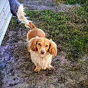 Myella is registered to the contest to win money with this photo: animal, canine, curious, cute, dirt, dog, ears, fluffy_tail, fur, grass, ground, long_hair, looking_up, nature, outdoor, pet, side_view, small_dog, white_wall, yard