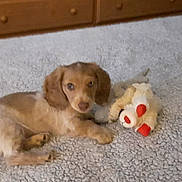 Myella joined the competition — help win amazing prizes! animal, bed, bedroom, brown, carpet, cozy, cute, dog, fur, furniture, indoor, looking, lying_down, pet, puppy, resting, small_dog, soft, stuffed_toy, toy