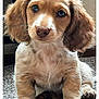 Myella is registered to the contest to win money with this photo: animal, brown, carpet, cute, cute_animal, dog, domestic_animal, ears, floor, fur, home, indoor, looking, pet, portrait, puppy, sitting, whiskers, white, young