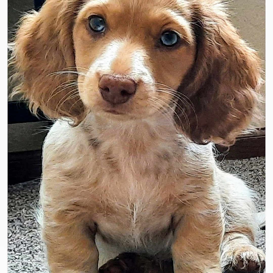 Myella is registered to the contest to win money with this photo: animal, brown, carpet, cute, cute_animal, dog, domestic_animal, ears, floor, fur, home, indoor, looking, pet, portrait, puppy, sitting, whiskers, white, young