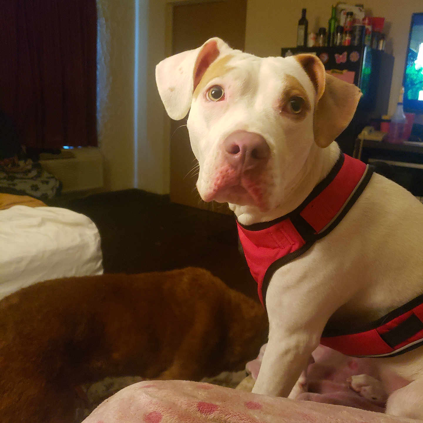 Freyja