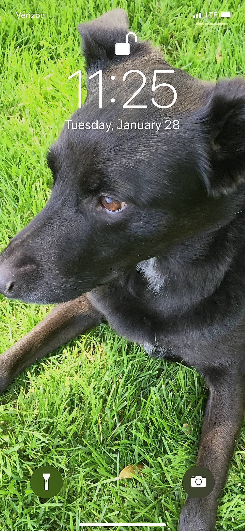 Mandy is registered to the contest to win money with this photo: canidae, carnivore, dog, dog_breed, grass, groenendael, labrador_retriever, mammal, photo_caption, rare_breed_dog, sporting_group, vertebrate