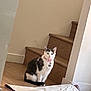 animal, black_and_white, cat, collar, curious, domestic, feline, floor, home, house, indoor, looking, pet, pink, quiet, rug, sitting, stairs, wall, wooden