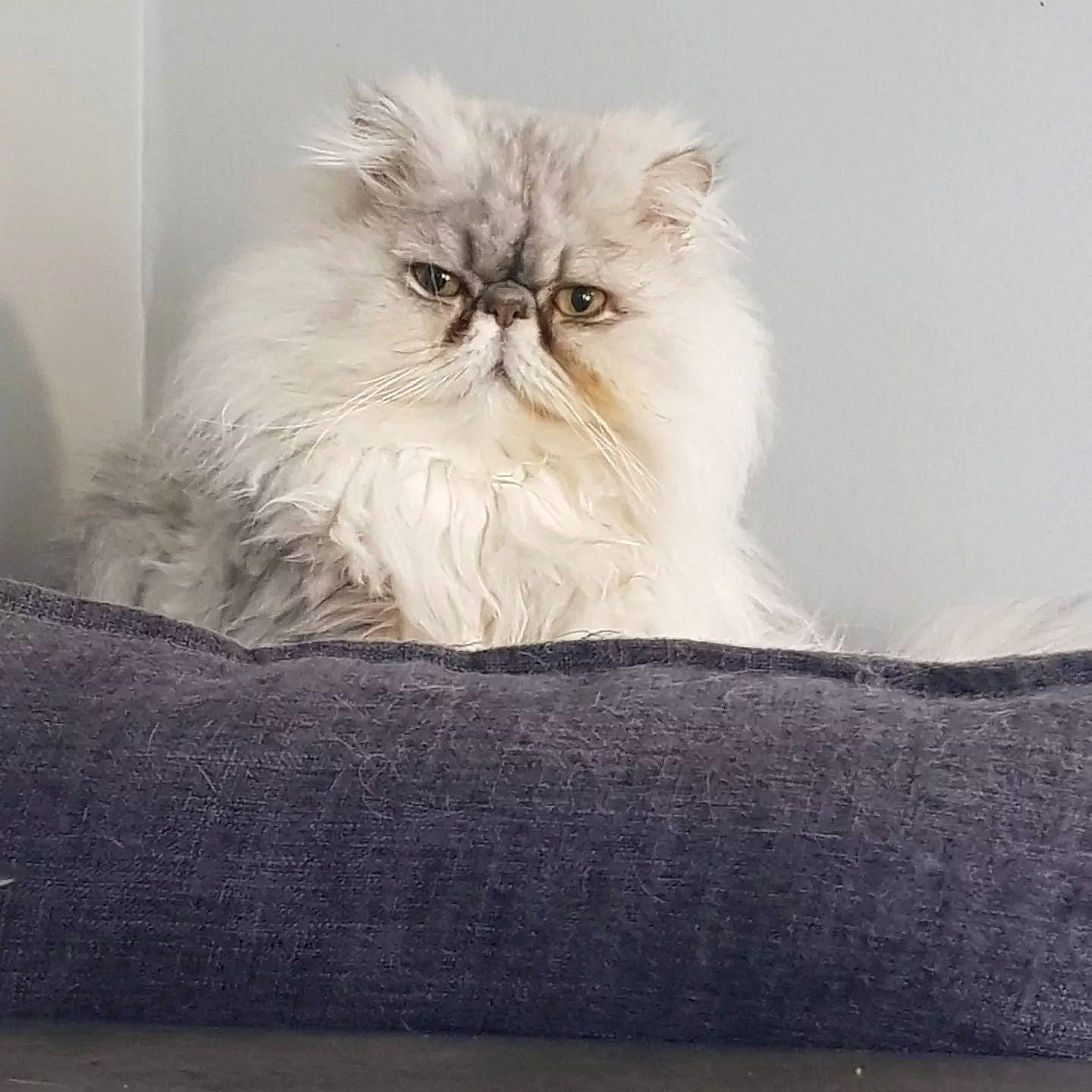 Patxi participe au concours pour gagner de l'argent avec cette photo : british_longhair, carnivore, cat, comfort, felidae, fur, grey, persian, plant, sitting, small_to_medium_sized_cats, snout, terrestrial_animal, whiskers