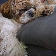Nao a rejoint le concours — aidez-le/la à gagner de superbes lots ! dog, sleeping, paw, fluffy, fur, resting, pillow, cozy, indoors, pet, relaxed, cute, animal, closeup, brown, white, face, nap, companion, domestic