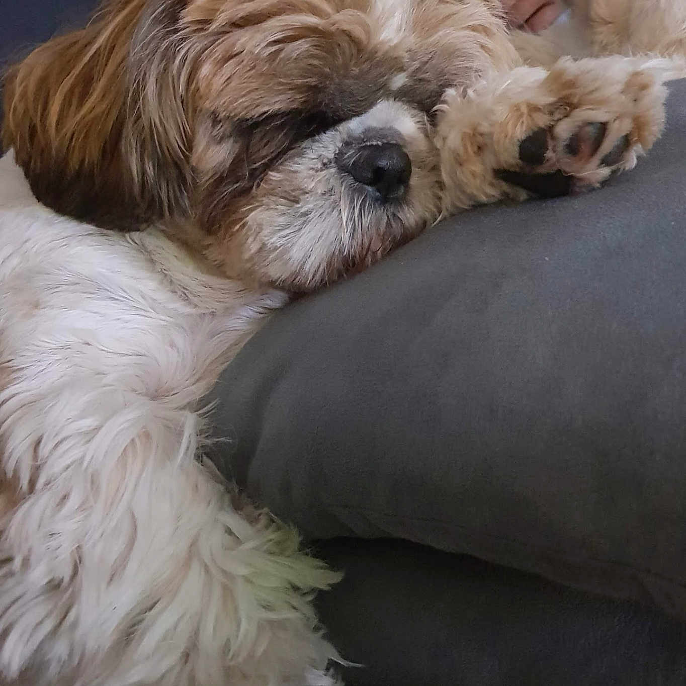 Nao a rejoint le concours — aidez-le/la à gagner de superbes lots ! dog, sleeping, paw, fluffy, fur, resting, pillow, cozy, indoors, pet, relaxed, cute, animal, closeup, brown, white, face, nap, companion, domestic