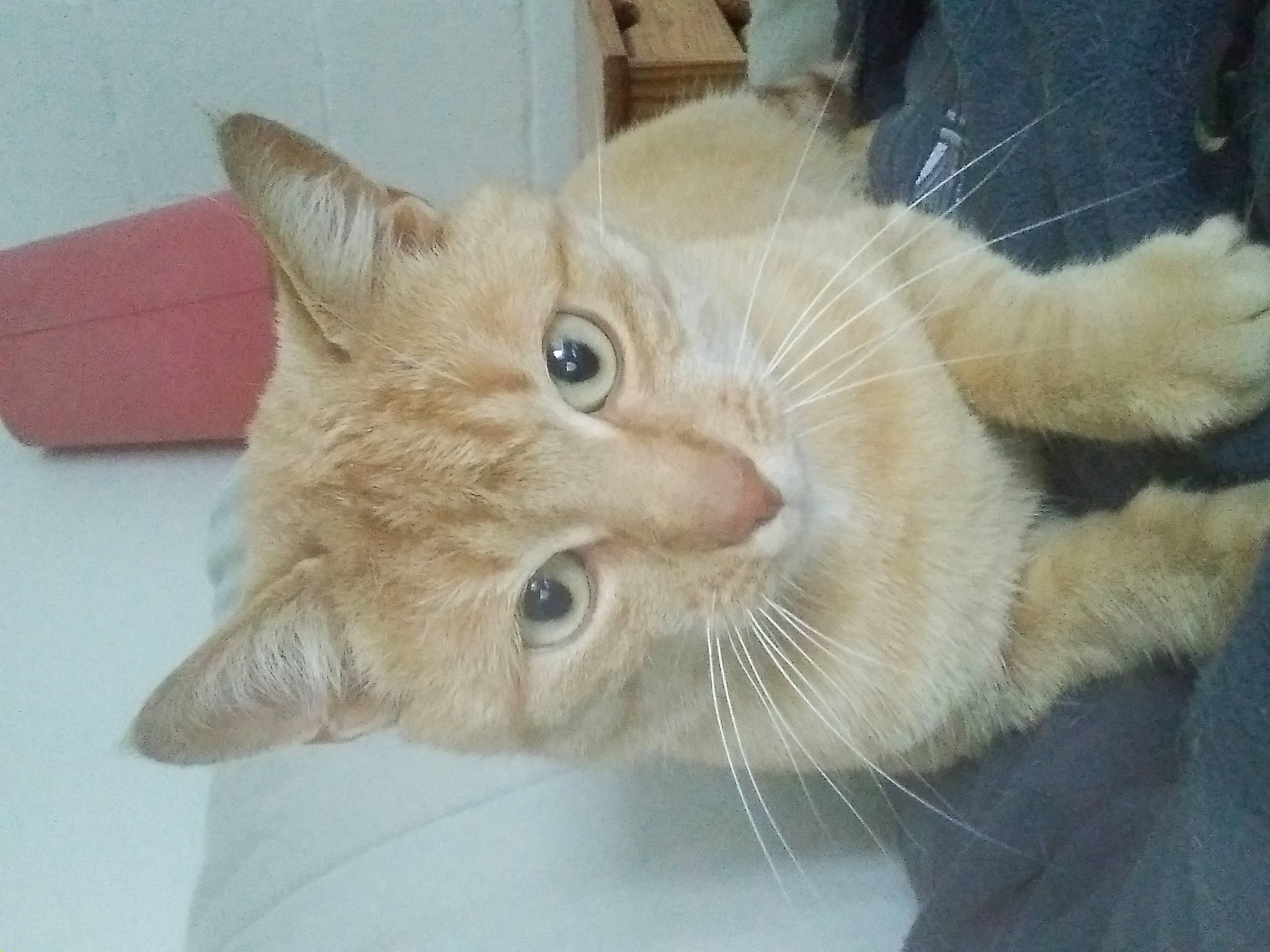 Simba participe au concours pour gagner de l'argent avec cette photo : carnivore, cat, claw, comfort, domestic_short_haired_cat, ear, fawn, felidae, fur, paw, small_to_medium_sized_cats, snout, whiskers