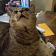 Lucie is registered to the contest to win money with this photo: cat, tabby, indoor, curious, wide_eyes, whiskers, feline, pet, looking_up, mouth_open, table, envelope, clutter, living_room, television, couch, blanket, fur, paw, domestic_animal