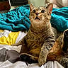 Lucie is registered to the contest to win money with this photo: cat, tabby_cat, pet, indoor, bed, blanket, fur, whiskers, wide_eyes, mouth_open, relaxed, feline, animal, cozy, curtain, window_light, paw, resting, comfort, domestic