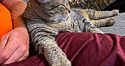 Lucie is registered to the contest to win money with this photo: cat, tabby, pet, animal, lap, person, orange_shirt, maroon_pants, blanket, couch, indoor, relaxed, feline, whiskers, fur, paw, resting, comfort, home, casual
