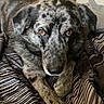 dog, brindle, bed, indoor, pet, animal, lying_down, close_up, fur, brown_eyes, striped_bedspread, cozy, relaxed, muzzle, ears, paw, canine, domestic_animal, portrait, resting