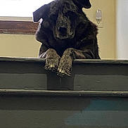 Jah is registered to the contest to win money with this photo: dog, stairs, window, indoor, pet, animal, blinds, railing, curious, brown, black, speckled, paw, wall, house, domestic, mammal, portrait, looking_down, resting