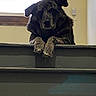 dog, stairs, window, indoor, pet, animal, blinds, railing, curious, brown, black, speckled, paw, wall, house, domestic, mammal, portrait, looking_down, resting