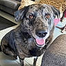 Jah joined the competition — help win amazing prizes! dog, brindle_coat, indoor, living_room, couch, blanket, wooden_floor, pet, animal, happy, tongue_out, amber_eyes, furniture, close_up, sitting, friendly, canine, domestic, companion, cozy