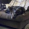 Jah joined the competition — help win amazing prizes! dog, sleeping, couch, blanket, pillow, indoor, resting, brindle, pet, cozy, furniture, living_room, domestic_animal, canine, relaxation, home, comfort, animal, laying_down, nap