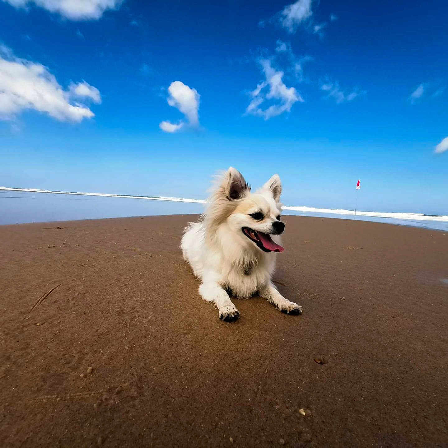 Teddy participe au concours pour gagner de l'argent avec cette photo : animal, beach, canine, clouds, coast, dog, fluffy, happy, landscape, nature, outdoor, pet, relaxing, sand, sky, summer, sunny, tongue_out, water, waves