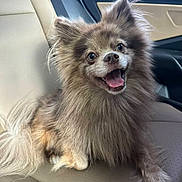 Coco is registered to the contest to win money with this photo: dog, pomeranian, fluffy, happy, smiling, pet, car_interior, leather_seat, animal, cute, small_dog, fur, sitting, tongue_out, ears_up, mouth_open, companion, domestic_animal, friendly, portrait