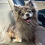dog, pomeranian, fluffy, happy, smiling, pet, car_interior, leather_seat, animal, cute, small_dog, fur, sitting, tongue_out, ears_up, mouth_open, companion, domestic_animal, friendly, portrait