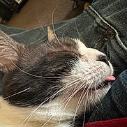 Minnie joined the competition — help win amazing prizes! cat, close_up, couch, cute, denim, domestic_animal, ear, feline, fur, indoor, jeans, nap, nose, pet, portrait, relaxed, sleeping, tongue_out, tuxedo_cat, whiskers