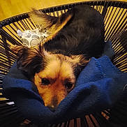 Kakou a rejoint le concours — aidez-le/la à gagner de superbes lots ! animal, black_fur, blanket, blue_blanket, brown, chair, comfort, cozy, dog, ears, fur, indoor, pet, relaxation, resting, sleepy, small_dog, snout, wood_floor, woven_chair