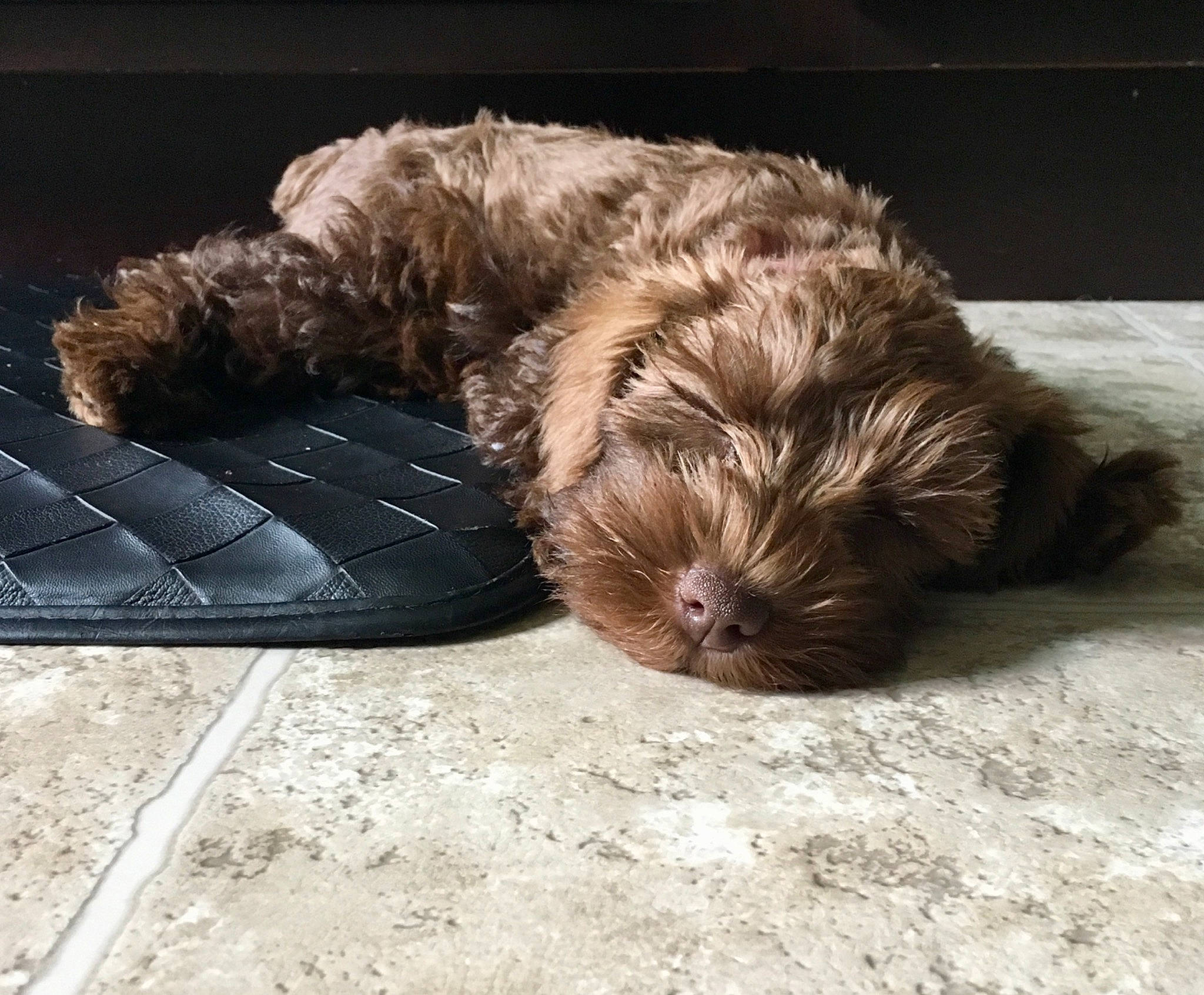 Julius joined the competition — help win amazing prizes! bolonka, canidae, carnivore, cockapoo, companion_dog, dog, dog_breed, glen_of_imaal_terrier, havanese, liver, maltepoo, mammal, poodle_crossbreed, puppy, schnoodle, shih_poo, shih_tzu, sporting_group, toy_dog, yorkipoo