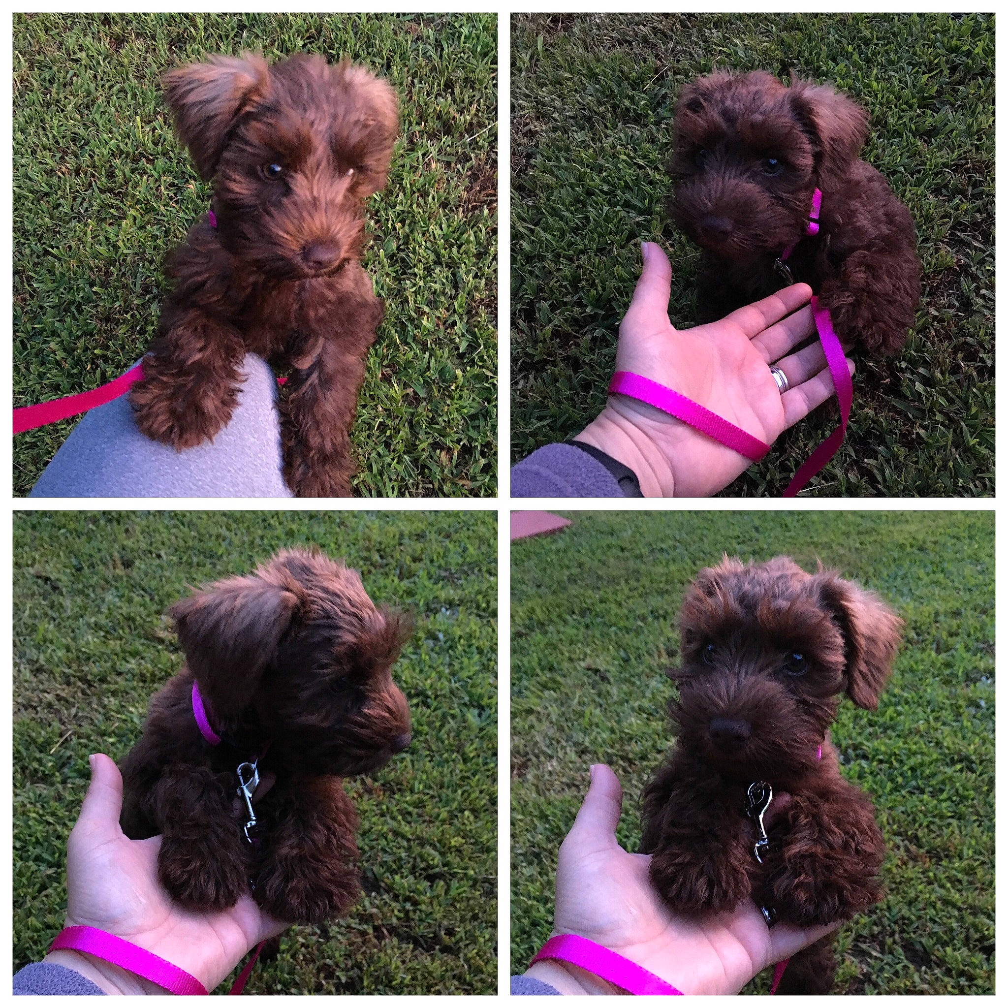 Julius is registered to the contest to win money with this photo: barbet, canidae, carnivore, cockapoo, companion_dog, dog, dog_breed, labradoodle, lagotto_romagnolo, liver, mammal, miniature_poodle, poodle, portuguese_water_dog, puppy, schnoodle, sporting_group, toy_poodle