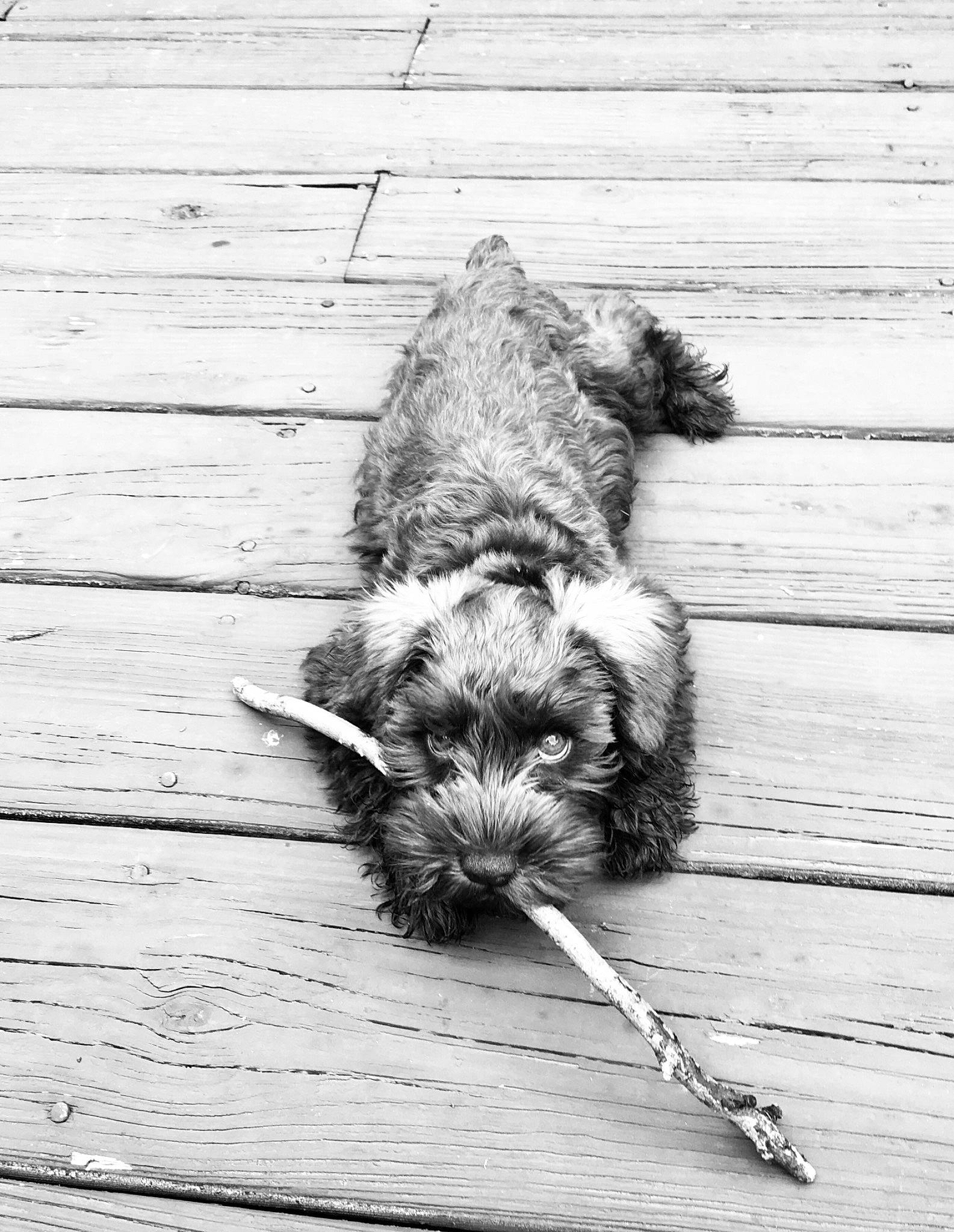 Julius joined the competition — help win amazing prizes! canidae, carnivore, dog, dog_breed, giant_schnauzer, mammal, miniature_schnauzer, schnauzer, sealyham_terrier, small_terrier, sporting_group, standard_schnauzer, terrier