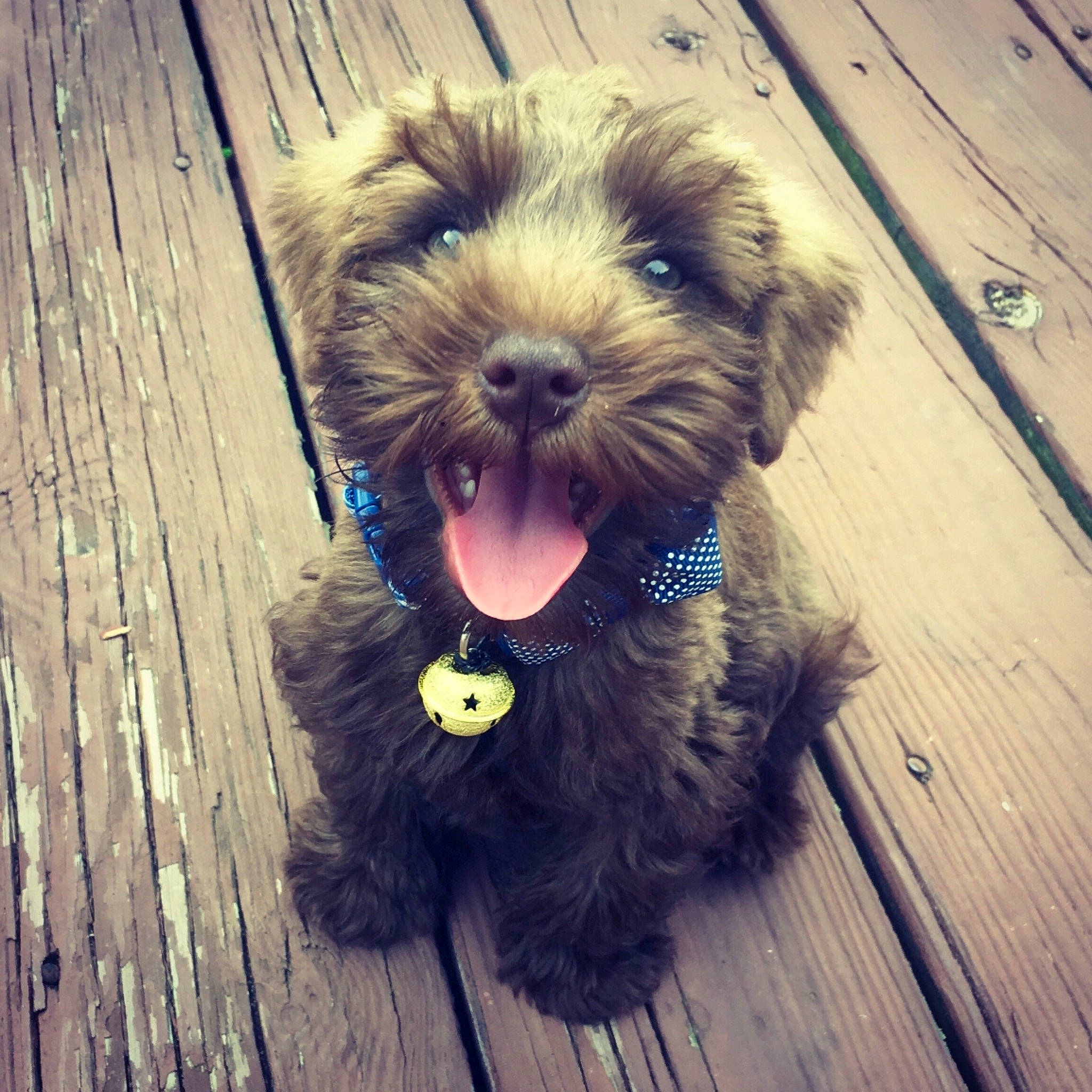 Julius joined the competition — help win amazing prizes! bolonka, canidae, carnivore, cavapoo, cockapoo, companion_dog, dog, dog_breed, havanese, labradoodle, maltepoo, mammal, morkie, poodle_crossbreed, puppy, puppy_love, schnoodle, shih_poo, sporting_group, yorkipoo