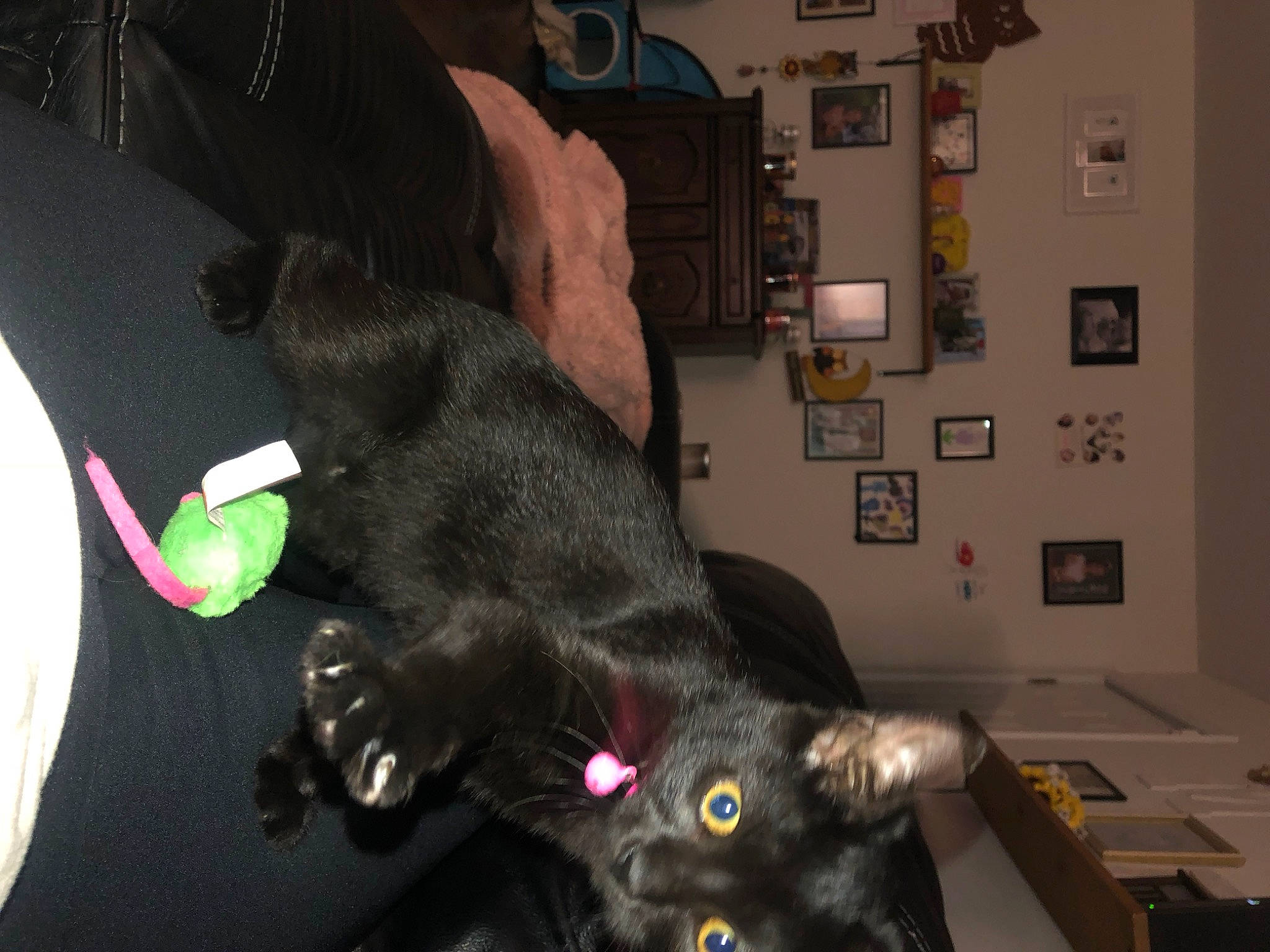 Hershee is registered to the contest to win money with this photo: black_cat, bombay, canidae, carnivore, cat, claw, dog_breed, domestic_short_haired_cat, ear, felidae, flooring, fur, picture_frame, small_to_medium_sized_cats, sporting_group, table, tail, whiskers