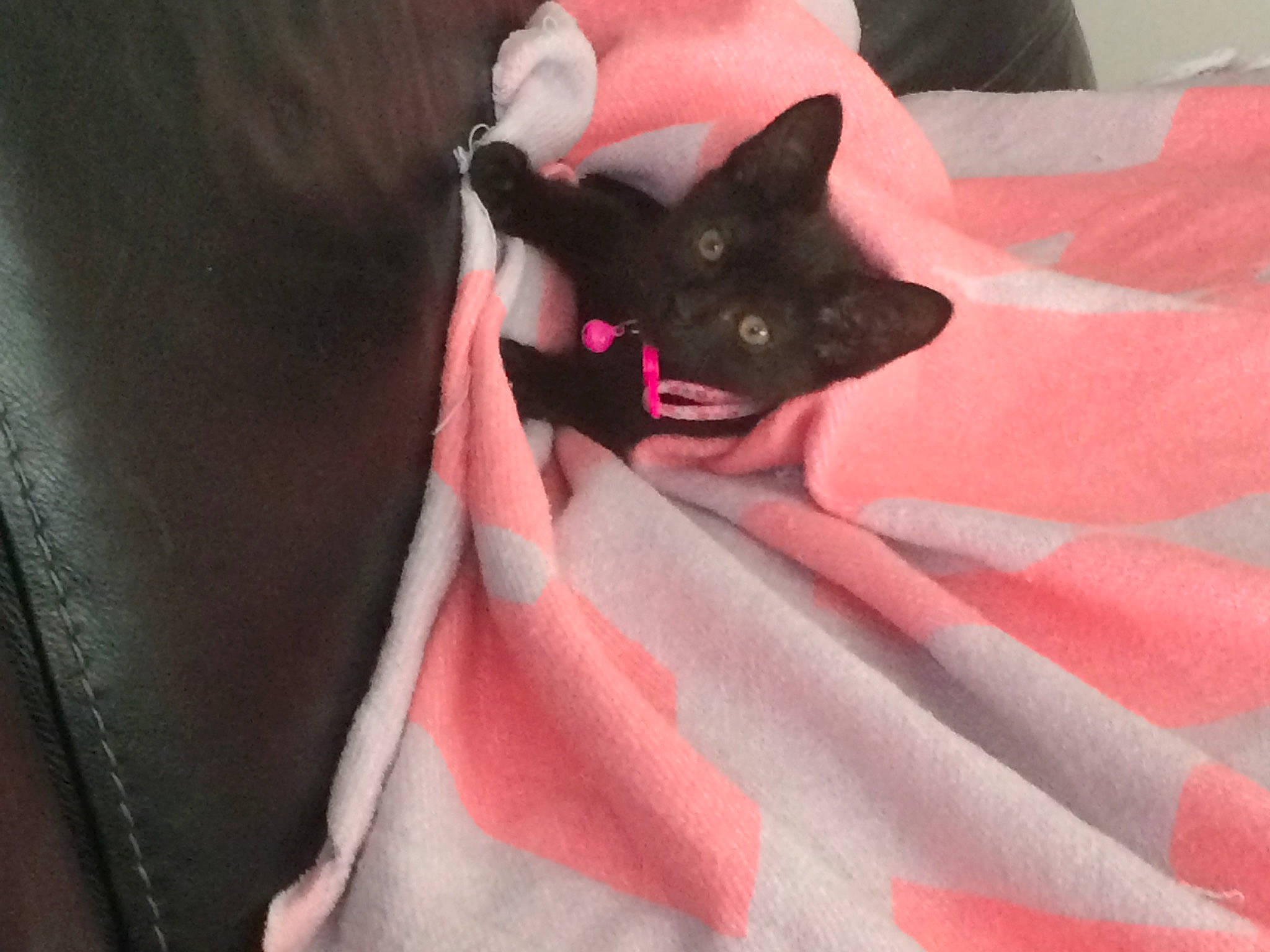 Hershee joined the competition — help win amazing prizes! black_cat, carmine, carnivore, cat, claw, comfort, domestic_short_haired_cat, fawn, felidae, fur, gesture, human_leg, linens, magenta, nail, room, sleeve, small_to_medium_sized_cats, tail, whiskers