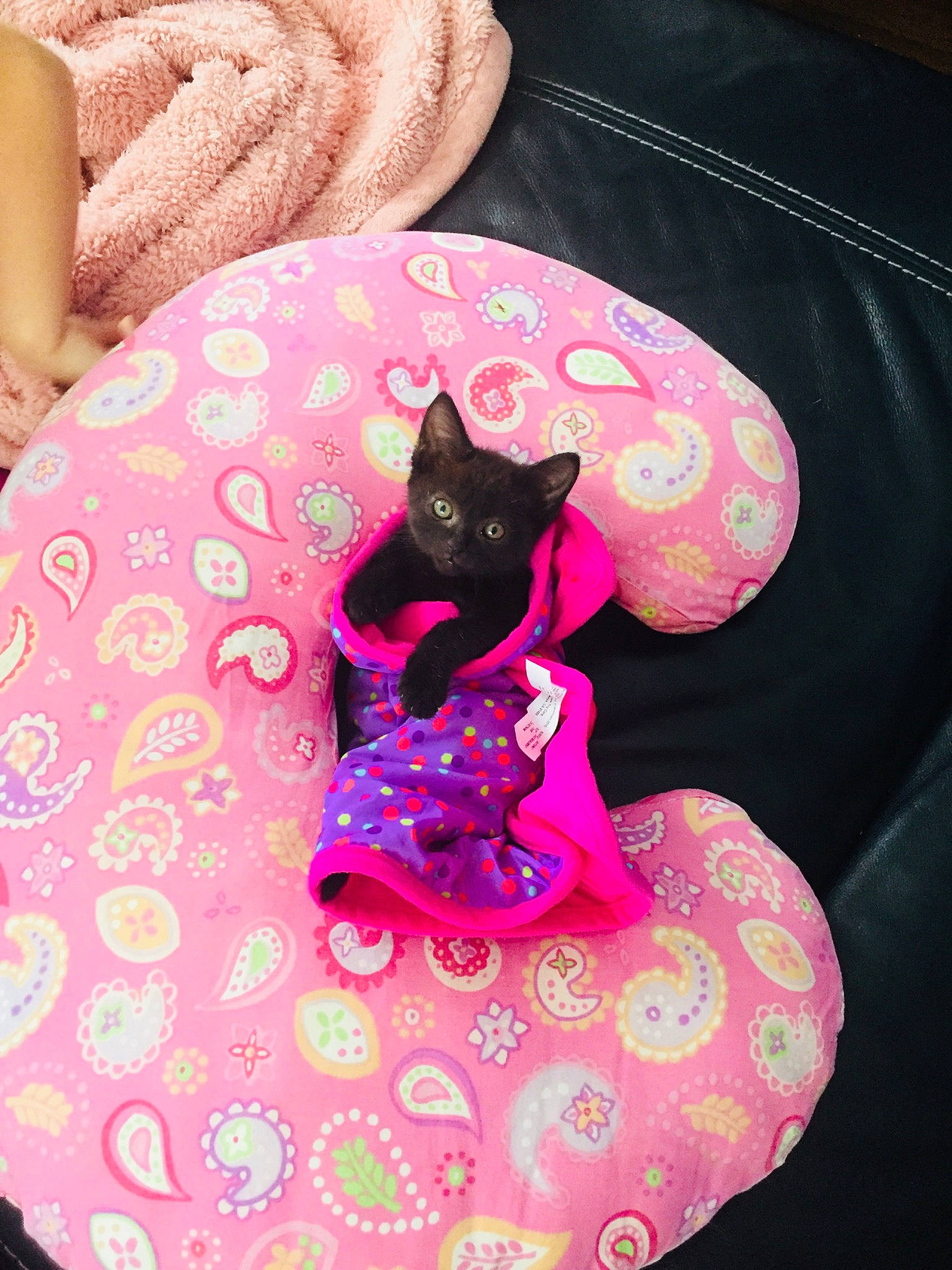 Hershee is registered to the contest to win money with this photo: baby_toddler_clothing, bag, carmine, carnivore, cat, comfort, costume_hat, fashion_accessory, felidae, fur, linens, magenta, pattern, pink, plant, purple, sleeve, small_to_medium_sized_cats, textile, whiskers
