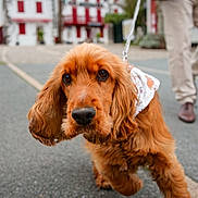 Albert participe au concours pour gagner de l'argent avec cette photo : dog, golden_brown, leash, walking, street, urban, person, pants, shoes, sidewalk, buildings, blurred_background, curious, fur, pet, animal, outdoor, daytime, close_up, canine
