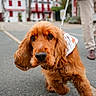 dog, golden_brown, leash, walking, street, urban, person, pants, shoes, sidewalk, buildings, blurred_background, curious, fur, pet, animal, outdoor, daytime, close_up, canine