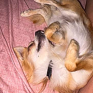 Viko participe au concours pour gagner de l'argent avec cette photo : animal, bed, canine, collar, cozy, cute, dog, domestic_animal, fluffy, fur, indoors, lying_down, nap, paws, pet, pink_blanket, relaxed, resting, sleeping, small_dog