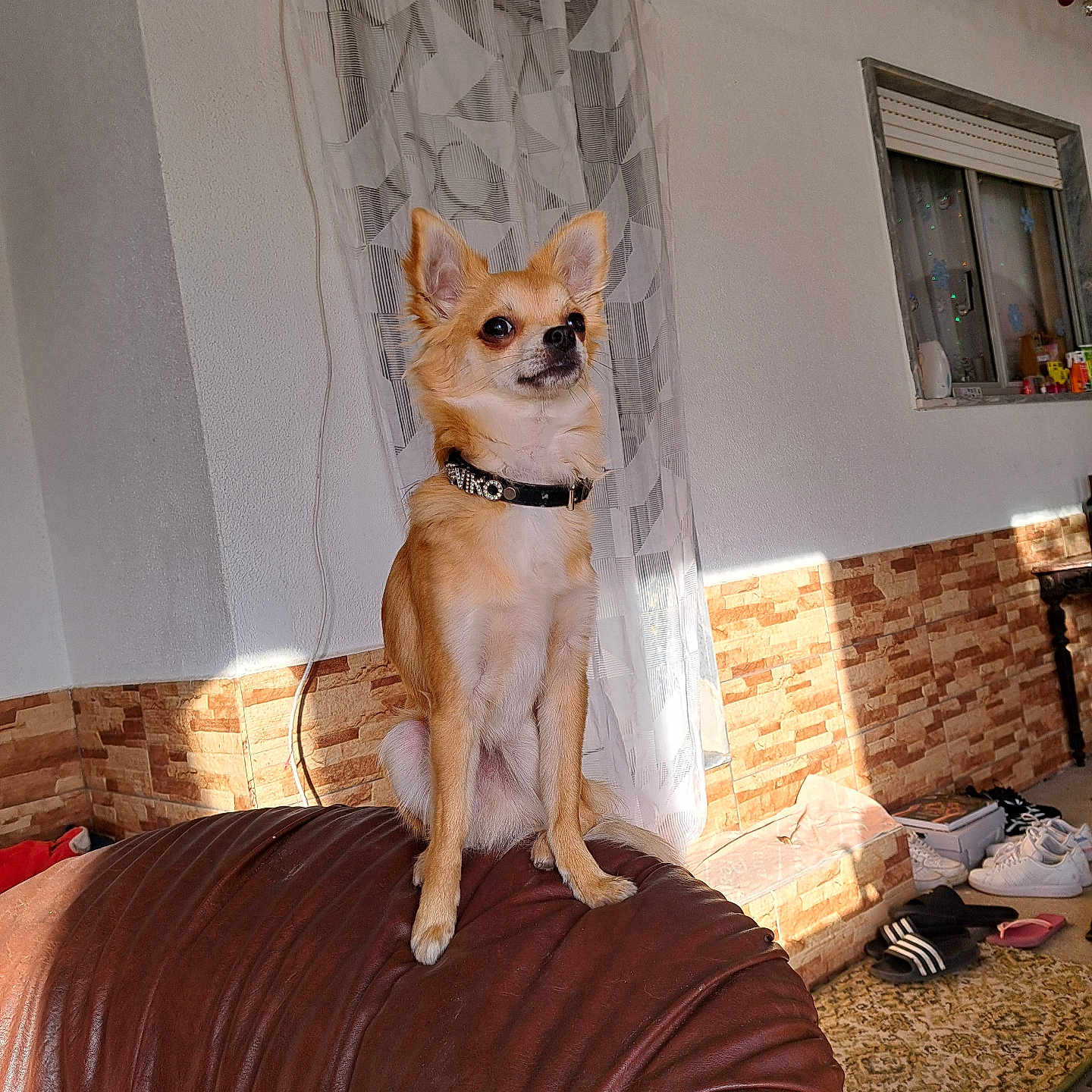 Viko a rejoint le concours — aidez-le/la à gagner de superbes lots ! alert, brown_dog, collar, cozy, curtains, cute, decorations, dog, floor_rug, furniture, home_interior, indoor, leather_chair, pet, shoes, sitting, small_dog, sunlight, wall_decor, window