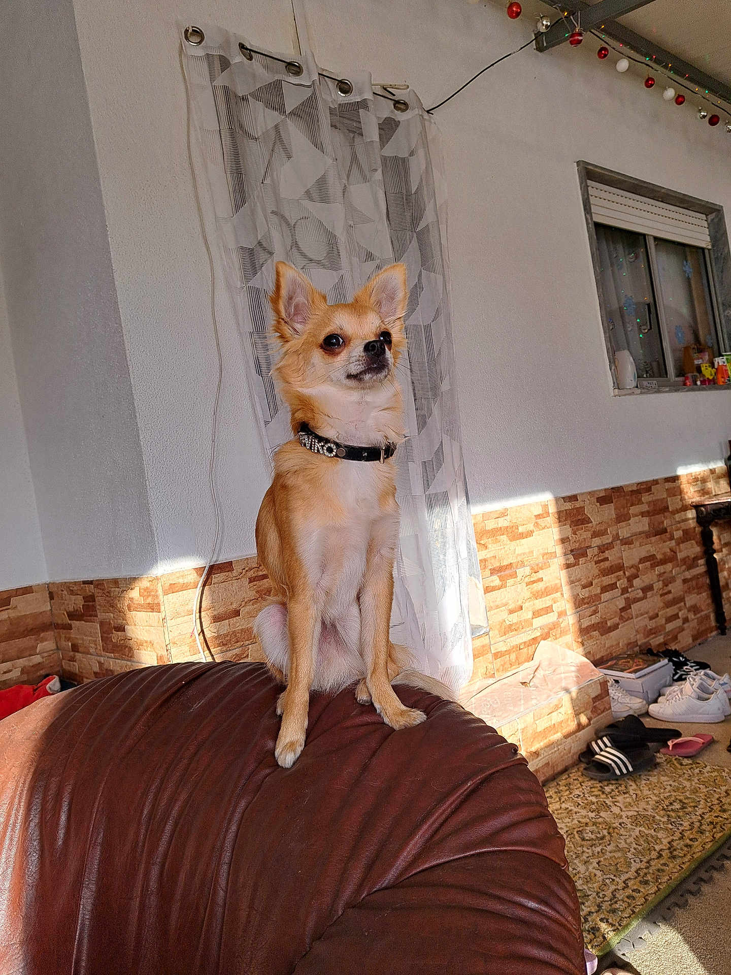 Viko a rejoint le concours — aidez-le/la à gagner de superbes lots ! dog, small_dog, brown_dog, leather_chair, indoor, curtains, window, shoes, floor_rug, wall_decor, sunlight, collar, pet, furniture, cozy, home_interior, decorations, sitting, alert, cute
