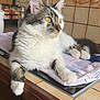 Choupette participe au concours pour gagner de l'argent avec cette photo : cat, feline, pet, indoor, kitchen, counter, tile, spices, fur, whiskers, alert, relaxed, domestic, animal, tablecloth, window, wooden, mural, yellow_eyes, curious
