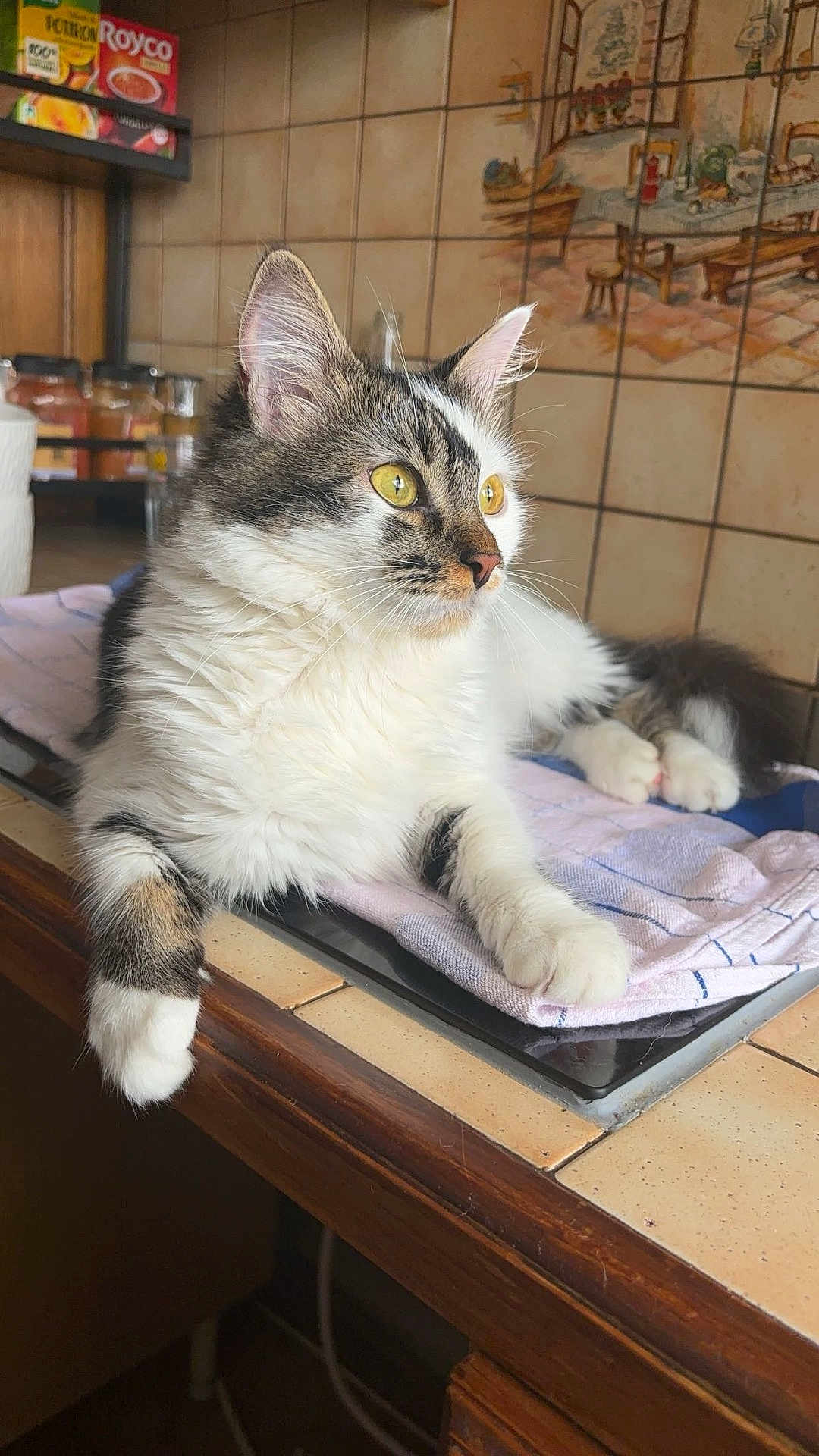 Choupette participe au concours pour gagner de l'argent avec cette photo : cat, feline, pet, indoor, kitchen, counter, tile, spices, fur, whiskers, alert, relaxed, domestic, animal, tablecloth, window, wooden, mural, yellow_eyes, curious