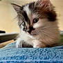 kitten, cat, fluffy, black_and_white, fur, whiskers, blue_surface, indoor, curious, pet, animal, cute, young, soft, closeup, portrait, relaxed, cozy, furniture, pillow